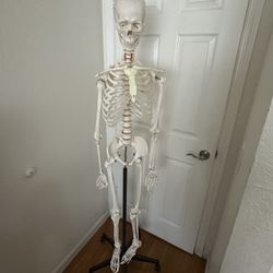 Full Size Skeleton Model 