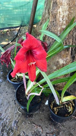 Amarilis plant red mix white and red