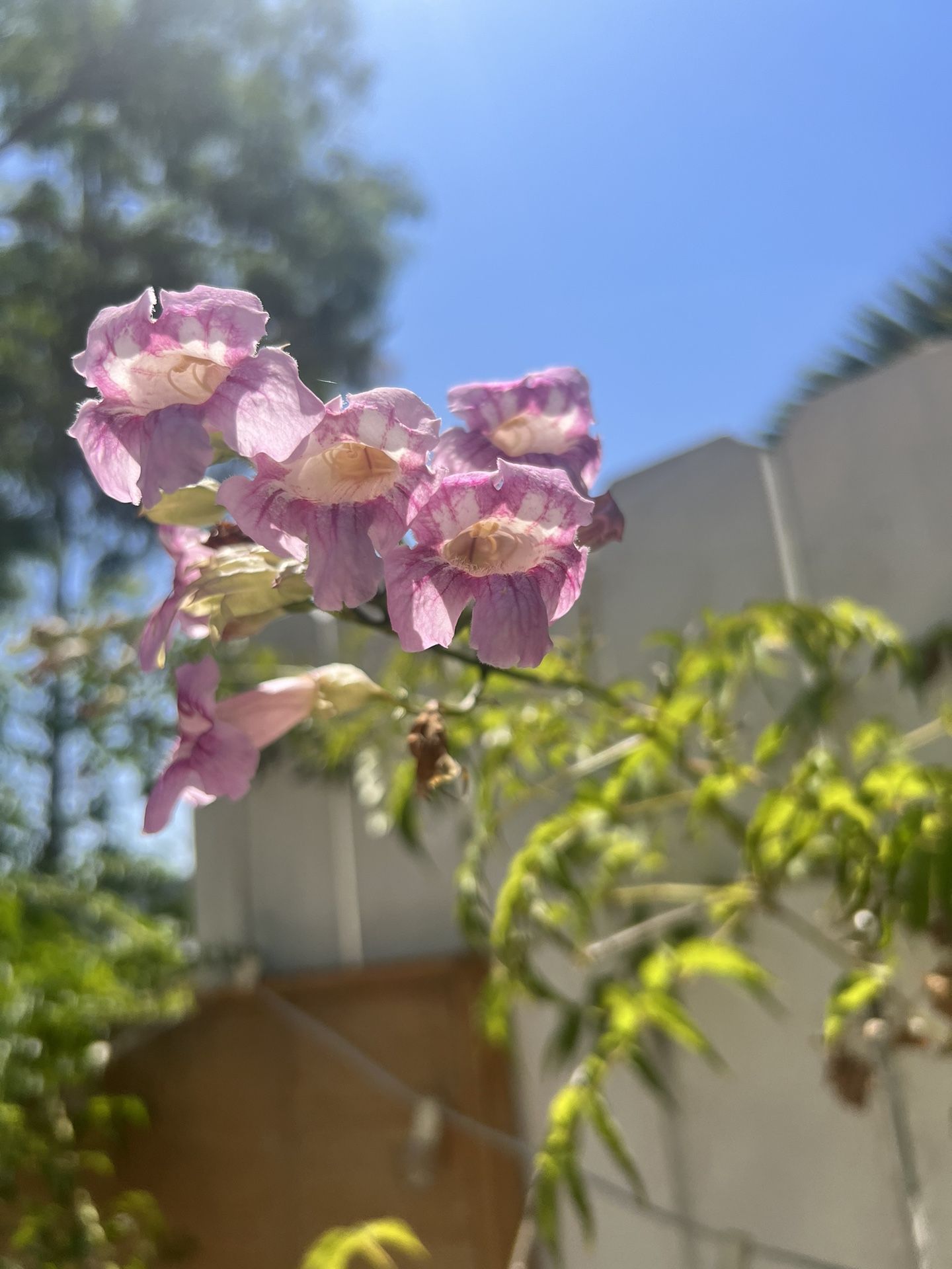 Queen Of Sheba Starter Plant 