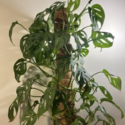 Monstera Plant In Pot