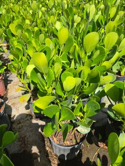 clusias podocarpus  Only  instant privacy  Hedge  for fences