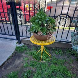 Plant  Sale Today Friday !!! Everything Is For Sale!