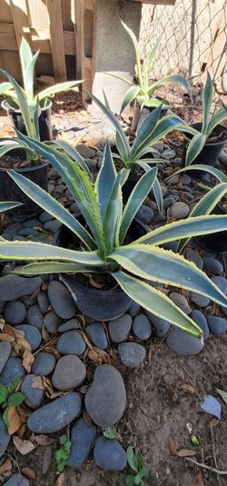 Yellow Stripe Agave - Centry Plant