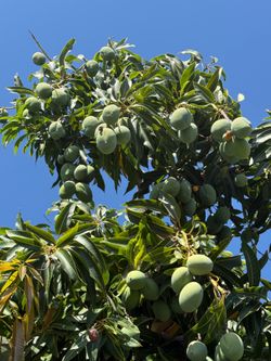 Green Mango