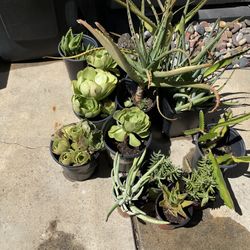 Plant Sale