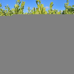 huge clusias over 6 feet tall  Instant  privacy Hedge for fence 