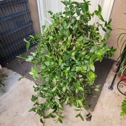 Tradescantia Plants