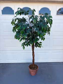 5 ft. Artificial High Indoor Ficus Tree