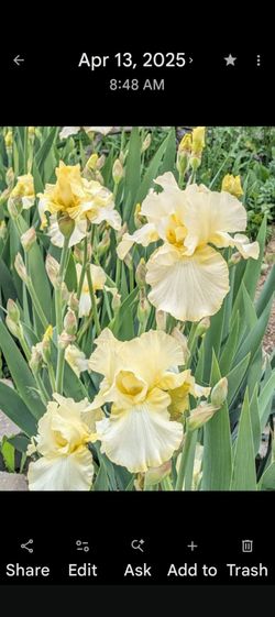 Yellow Bearded Irises