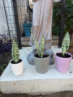 Baby snake plants zeylanica.