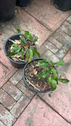 Camphor Shade Tree