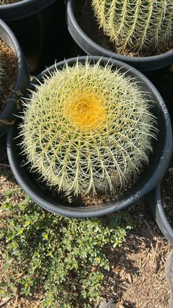 Golden Barrel 15g