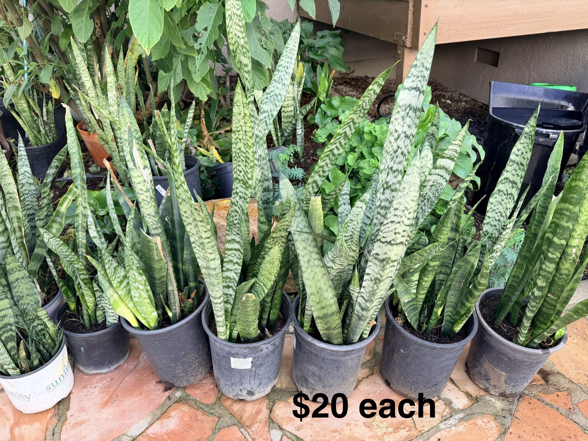Snake Plants Located In Poway Lots Available $20 Each