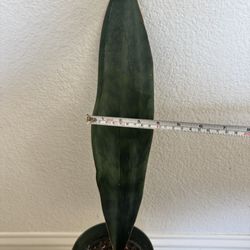 Tall Whale Fin Snake Plant
