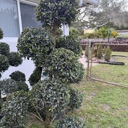 Lived topiary plants