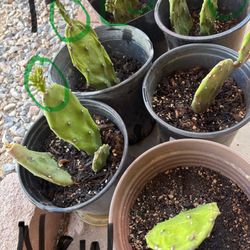 Cactus 