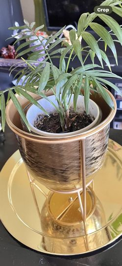 Live Small Palm Tree In A Vase