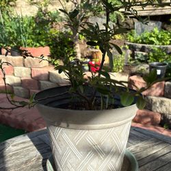 Plant Scarlet Firethorn Gets Many White Flowers Then Red Berries 