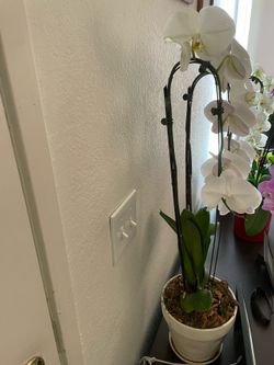 Orchid