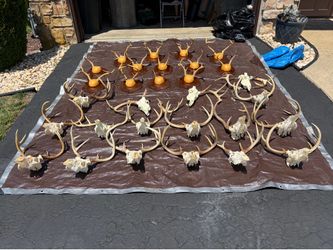 Huge collection of whitetail deer antlers