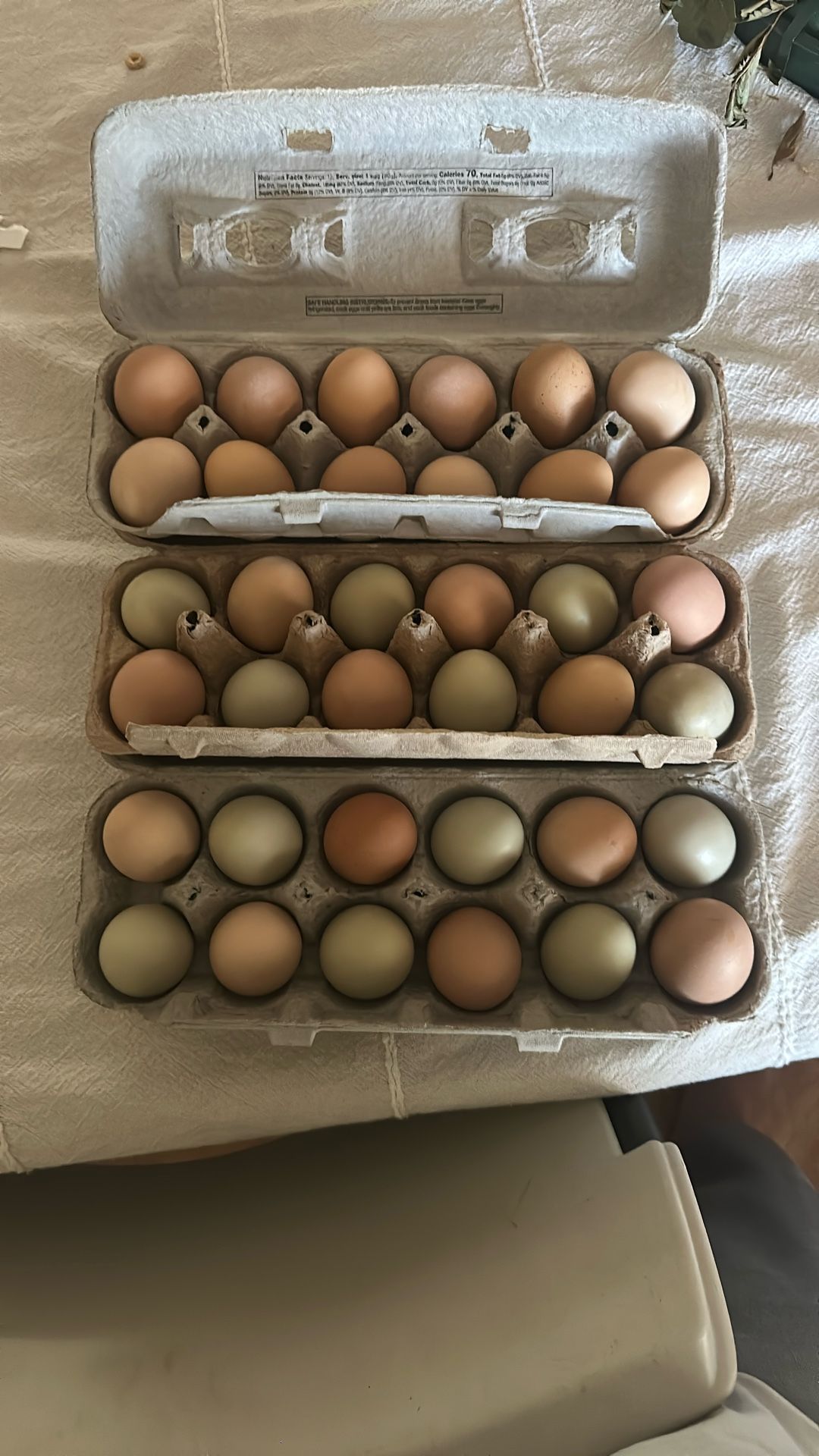 Farm Fresh Organic Eggs