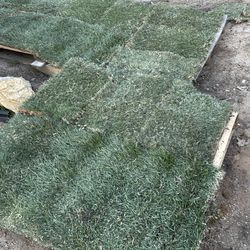 Bermuda Sod For Sale