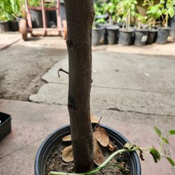 Hawaiian Longan Airlayer Tree 4Fts Tall, Cây Nhãn Hawaiian Chiết