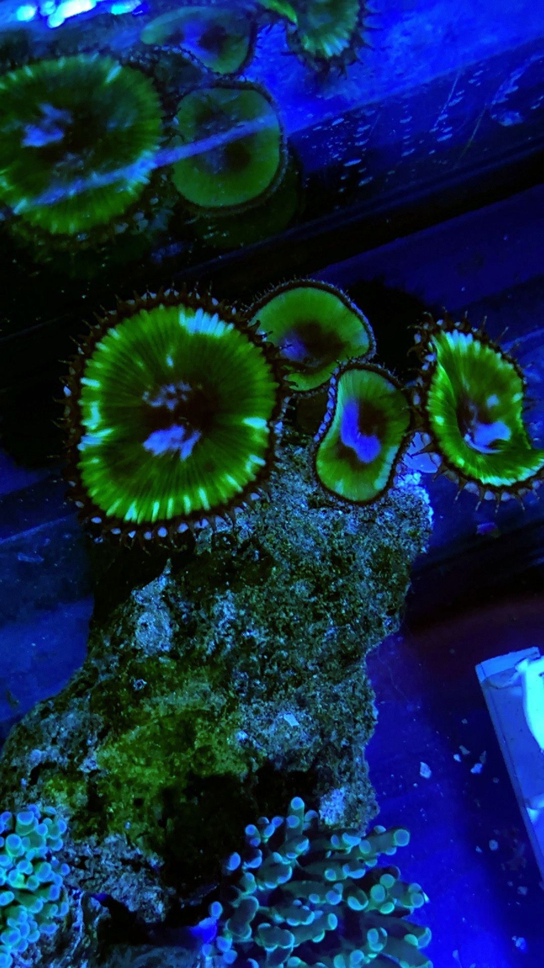 Live Coral