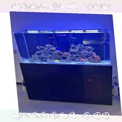 Top-Grade Aquarium Setup - Premium Quality Standard evening network