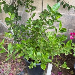 5 Gal Gardenia