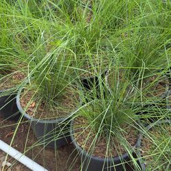 DEER GRASS 5 GAL