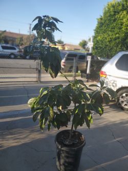 Arbol De Aguacate Haas