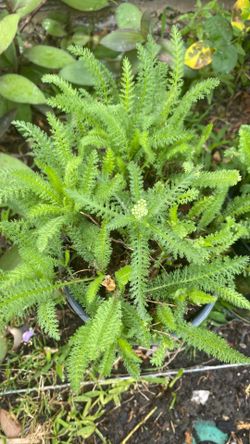 Yarrow