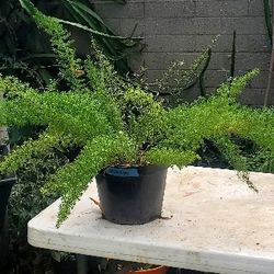 #25 ASPARGES  3gal Plants, 2 Feet Tall