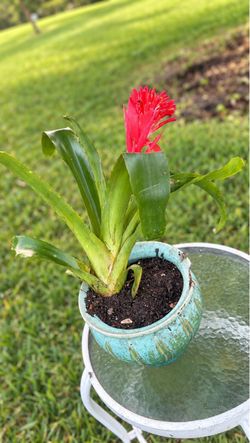 Bromeliad Plant in Decorative Ceramic Pot