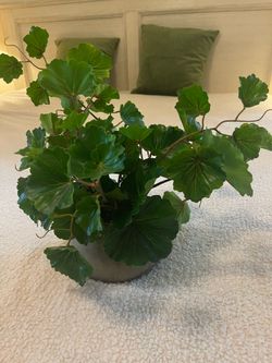 Decor plant
