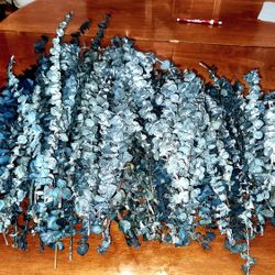 Dried Eucalyptus 