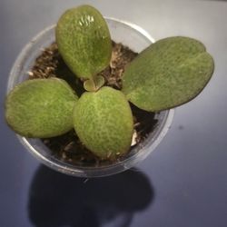 Crassula Multicava. 