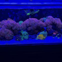 Reef Decor