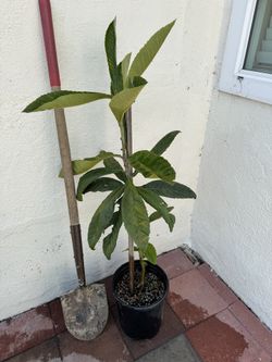 Big Jim Loquat seedling