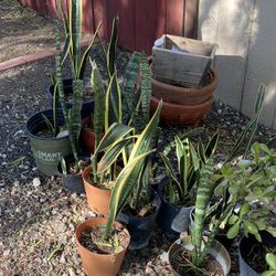 Snake Plants