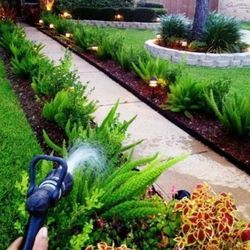 Foxtail Fern Plant🪴 3gal