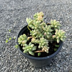 Succulent