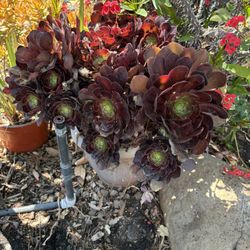 Large Pot With Succulent Plant