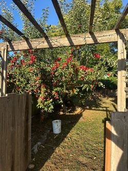 Free apples