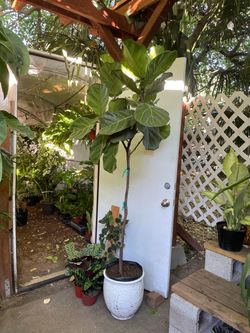Happy Sunday!!!🎊🙏💯🪴🌱✅House plant sale today, zip95820