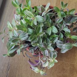 Gorgeous Tradescantia Fluminensis " Feeling Flirty"