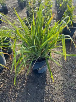 Day Lily 5gallon