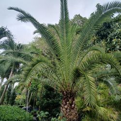 Canary Palm Tree $1200🌴