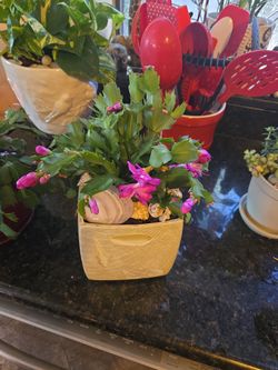 Lovely Blooming Christmas Cactus In Cool 6in Ceramic Shell Pot With Sea Shells 